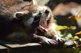 Do Raccoons Purr? The Interesting Answer!