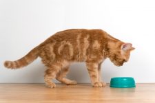 Why Does My Cat Move Their Water Bowl? 10 Common Reasons
