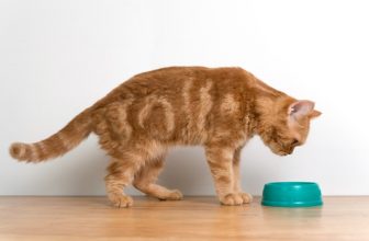 Why Does My Cat Move Their Water Bowl? 10 Common Reasons