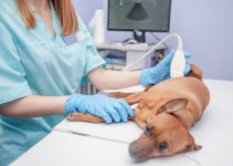 How Much Does a Dog Ultrasound Cost? (2022 Price Guide)