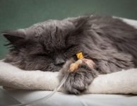 10 Common Cat Illnesses and Diseases