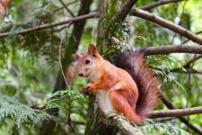Do Squirrels Purr? The Interesting Answer!