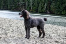 Is a Poodle a Hunting Dog? The Surprising Answer!
