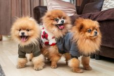 330 Popular and Unique Pomeranian Names