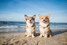 Top 10 Dog-Friendly Beaches in Florida 2022: Off-Leash & On-Leash Places to Go