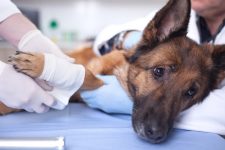 How Much Does Dog Broken Leg Surgery Cost? (2022 Update)