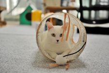 How to Provide Mental Stimulation for a Cat: 16 Fun Ways