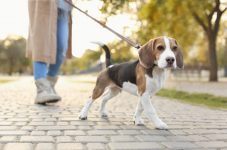 Do Beagles Smell? Are They Smellier Than Most Breeds?