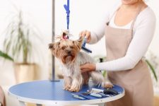 How Much Does Dog Grooming Cost? (2022 Price Guide)