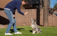 How to Train an Australian Shepherd: 8 Tips & Tricks