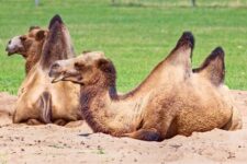 7 Types of Camels – An Overview with Pictures