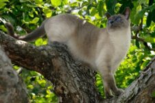 Blue Point Siamese Cat: Facts, Origin & History (with Pictures)