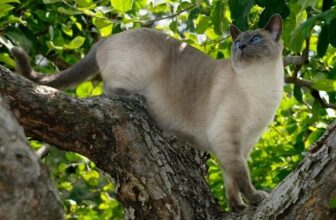Blue Point Siamese Cat: Facts, Origin & History (with Pictures)