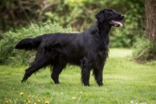 180+ Popular & Unique Flat-Coated Retriever Dog Names