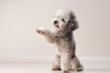 Silver Poodle: Facts, Origin & History (with Pictures)