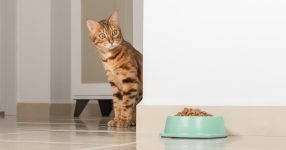 How Does Your Pet Choose Which Food They Like?