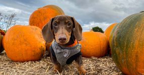 Peculiar Pet Facts: Halloween Edition