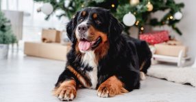 Holiday Safety Tips for Your Pets