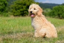 Do Goldendoodles Bark a Lot? What You Should Know!
