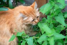 Can a Pregnant Cat Have Catnip? What You Need to Know!