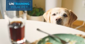 Untraining Your Pet: Stopping Dog Begging
