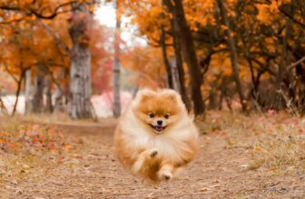 Why We’re Thankful for Everything Pets Do