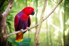 11 Parrot Myths and Misconceptions You Should Know About