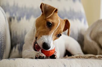 10 Best Chew Toys for Small Dogs in 2023 – Reviews & Top Picks