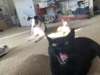 Help, My Dog Keeps Eating Cat Poop!