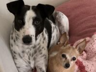 Why People Hate Dogs… And What We Should Do About It