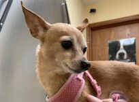 Is Your Dog Seeing Her Vet This Year? Why Dogs Need Annual Vet Visits