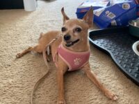 Does Your Dog Stink When She’s Scared? What Your Dog’s Anal Glands Are Trying To Tell You