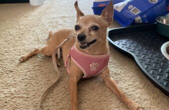 Does Your Dog Stink When She’s Scared? What Your Dog’s Anal Glands Are Trying To Tell You