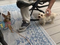 Why Does My Dog Have Accidents At Other People’s Houses?