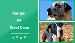Kangal vs Great Dane (2023 Comparison): Which Should You Choose?