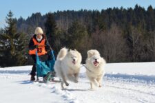 Is Dog Sledding Cruel? Is It an Ethical Activity?