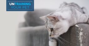 Save Your Furniture From Your Cat’s Claws