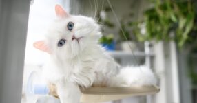 Does Your Cat Recognize Their Name and Your Voice?