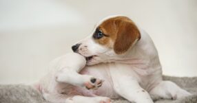 A Spotlight On Folliculitis | Diamond CARE