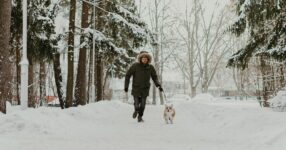 Helpful Tips For Winter Walking With Your Dog