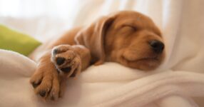 Peculiar Pet Facts: Pets can get SAD