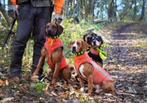 7 Best Hunting Dog Vests in 2023 – Reviews & Top Picks