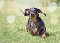 Can Dachshunds Run Fast? The Interesting Answer!