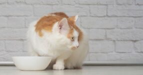 Obesity Is A Heavy Burden For Arthritic Cats