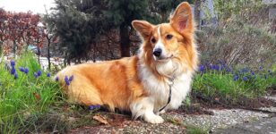 Why Does a Corgi Have Short Legs? The Surprising Answer!