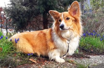 Why Does a Corgi Have Short Legs? The Surprising Answer!