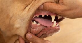 How To Prevent Periodontal (Gum) Disease In Your Pet