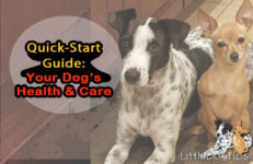 Your Quick-Start Guide To Your Dog’s Health And Care 🐾 Little Dog Tips
