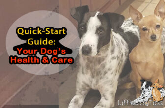 Your Quick-Start Guide To Your Dog’s Health And Care 🐾 Little Dog Tips