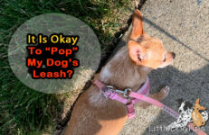Is It Okay To Pop Your Dog’s Leash? 🐾 Little Dog Tips